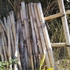 竹垣崩壊したので、竹を切りだす