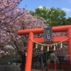 村富神社の八重桜、名前付でご紹介！ (4月3日)