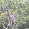 モズのお食事