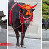 賀茂祭(葵祭)・京都御苑にて