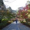 ミモザ・ガーデンの日記　二尊院の紅葉