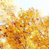 八ヶ岳西麓原村（５）　山荘周辺を30分ほど歩いて紅葉を撮影しましょう