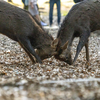 奈良公園で鹿同士の喧嘩に遭遇する。