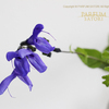 ブルーサルビア　Salvia farinacea