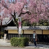 日本　背景は伊奈波通の枝垂桜 