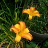 忘れ草～万葉の花