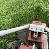 🌿 雑草との戦いは続く！