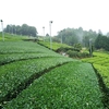 黄緑色から濃い緑色の茶畑に…