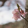 桜の季節に