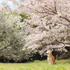 今日は桜とはならなかった