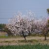 梅は咲いたが　桜は　ま～だ～・・・