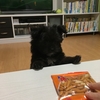 【癒し動画】おやつが食べられる！？愛犬はるの今と昔