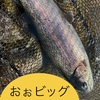 正月最終日のエリアトラウト
