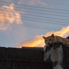 地元住宅街のねこさん