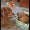 仲間を失ったワンコ、新しい子犬を紹介され大喜びする姿が可愛い