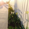 育てるのが簡単な美しい花 アガパンサス(Agapanthus)