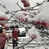 雪景色　日経平均回復　教員はうつ傾向深刻