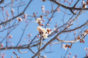 北陸地方で「春一番」　高田城址公園には梅の花