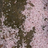 散った桜。