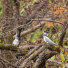 【野鳥・旅行記】北海道シマエナガ野鳥撮影紀行とか　1日目