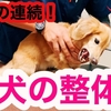 初めての犬の整体で驚きの連続！【シニア犬ケア】