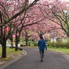 八重桜のお花見。