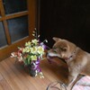 育てられたお花も　捨てられたお花も🎵　お花はお花☆彡　心が喜ぶの🎵　素敵なお裾分け☆彡
