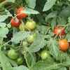 トマト、ミニトマトの収穫