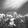 Rollei Retro 80S に驚嘆（2）