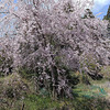 イマイチの枝垂れ桜を観に行った