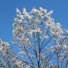 公園の樹木の花