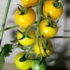 水耕栽培黄色いミニトマト　２段目がだいぶ黄色くなりました。