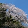 満車・満開・エドヒガン～北本自然観察公園～