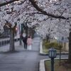 今年は桜の写真をたくさん撮ることができました