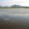 田植え終了