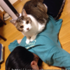 猫の日に大杉漣さん急逝の知らせ。ネコをナデながら涙。