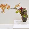 紅葉と楓をたずねて│其の九・花の命を見つめる