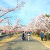 桜の時期になると思い出す