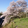 ４月２日の青い空（今更桜）