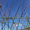 わさびの花と花桃