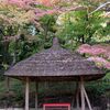 小石川後楽園紅葉の定番スポット
