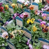 「グリーンプラザ山長（奈良県生駒市） - あんていくピンクなパンジー・ビオラ5選（2025年11月13日）」