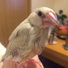 シルバー文鳥 ぎんちゃんがやって来た