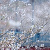 石神井川の桜、その１。