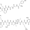 enkephalin or endorphin