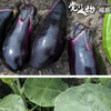 本日の庭の恵み、オクラ、ナス、カナー菜、ホーリーバジル