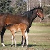 馬の年齢と人間の年齢について。