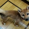 生後４ヶ月　柴犬血統書が届きました