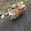 うめちゃんと休日の朝の物語
