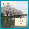 お花見（つくばみらい市）｜福岡堰さくらまつり【おでかけ情報】